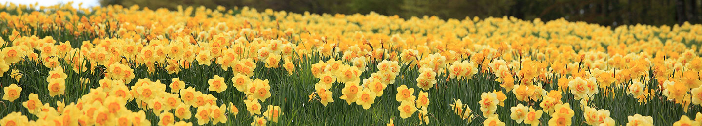 daffodils stock image