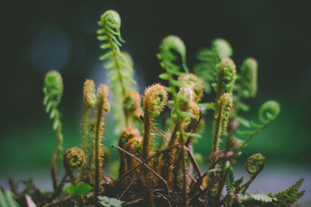 ferns in the bush