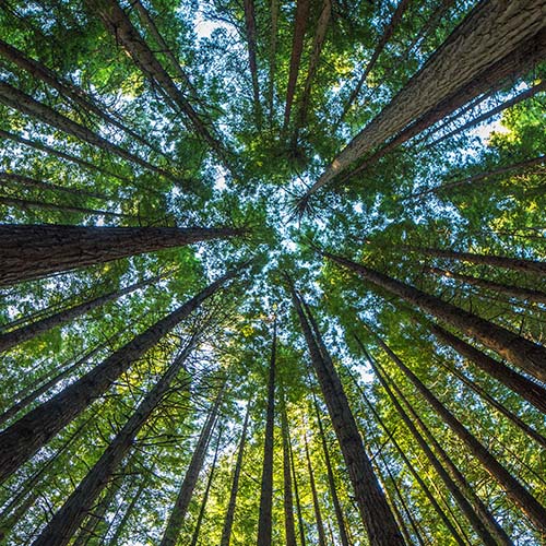 low angle view of trees and sky